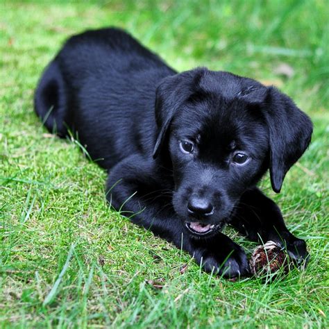 Cute Puppy Dogs Black Labrador Retriever Puppies