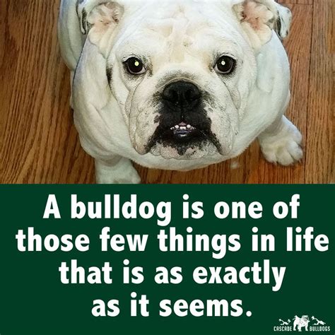 A Bulldog Is One Of Those Few Things In Life That Is As Exactly As It