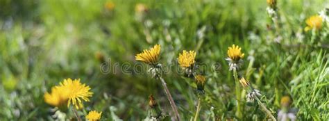 Bunch Of Fresh Wild Yellow Blooming Flowers With Green Grass Background