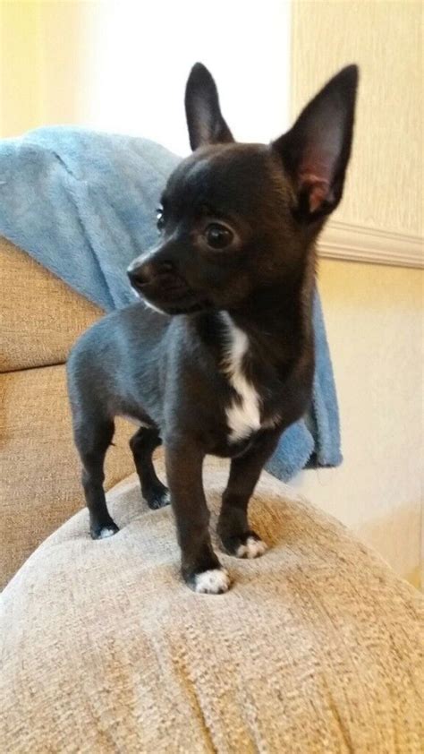 Female Chihuahua Puppy For Sale In Pembroke Pembrokeshire Gumtree