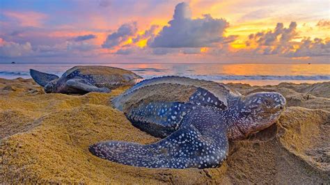 Leatherback Sea Turtles In Trinidad And Tobago Peapix