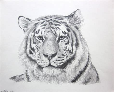 Tiger Pencil Drawing At Paintingvalley Com Explore Collection Of