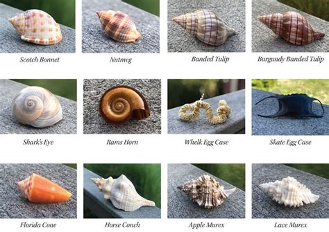 Seashell Art Seashell Crafts Seashell Identification Botanical Line