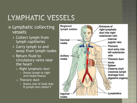 Diagram Lymphatic System Structure