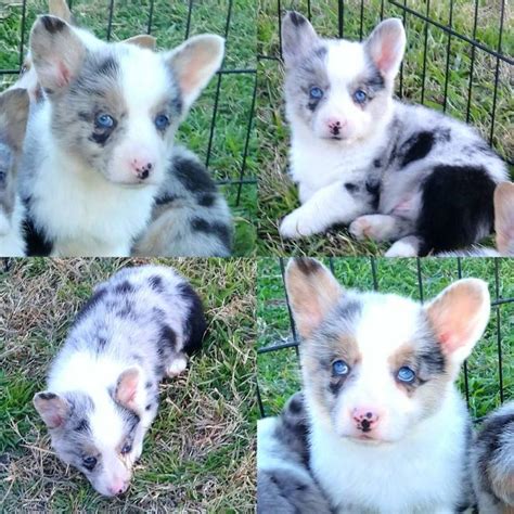 Puppyfinder.com is your source for finding an ideal puppy for sale in florida, usa area. Blue Merle Pembroke Welsh Corgis