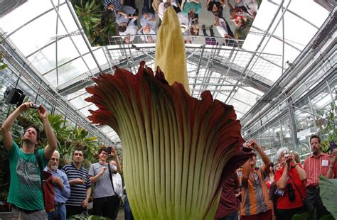 Giant Stinky Flower To Bloom After 17 Years Weird News Toronto Sun