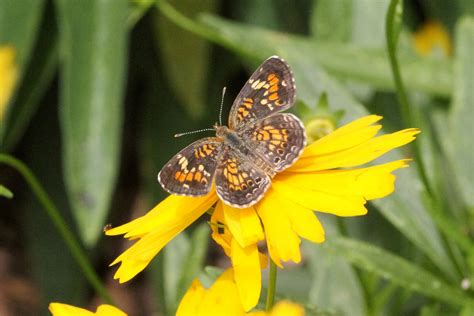Texas Butterflies And Moths Of North America