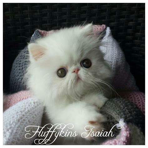 Fluffykins Persians Cattery Persian Girls Persian Kittens Cute Cats