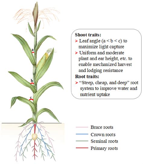 Corn Plant Diagram General Wiring Diagram