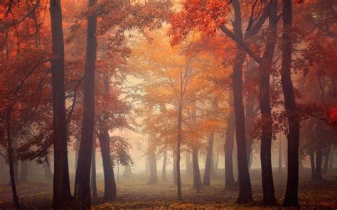 Mist Trees Fall Leaves Red Park Morning Sunrise Wallpaper