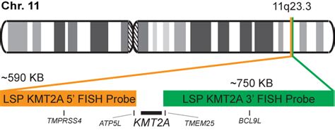 Kmt2a Break Apart Fish Probe Kit Cytotest