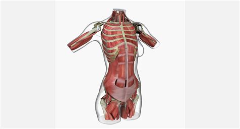 Muscles Of Torso Front View Of Torso Muscles By Thevictor2225 On