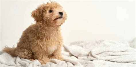 Maltipoo Size Chart Weight And Growth Chart