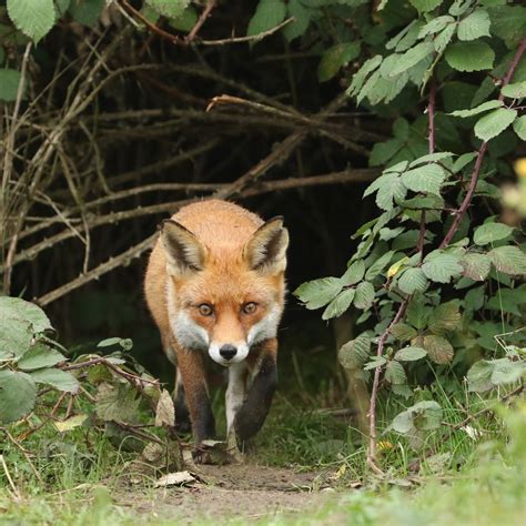 Fox Guide Behaviour Mating Patterns And How To Identify