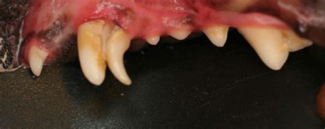 Periodontal Disease — Blog Content — Southpoint Animal Hospital