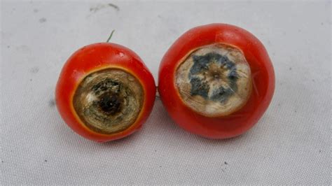 Penyebab Dan Pencegahan Penyakit Busuk Pantat Tomat Saprodi Indonesia