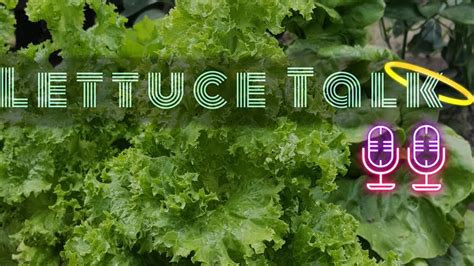 Lettuce Talk Introduction Episode 1 Youtube