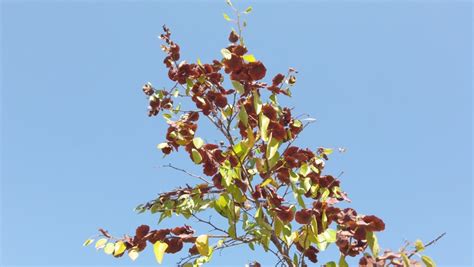 Jerusalem Thorn Tree Footage Videos And Clips In Hd And 4k