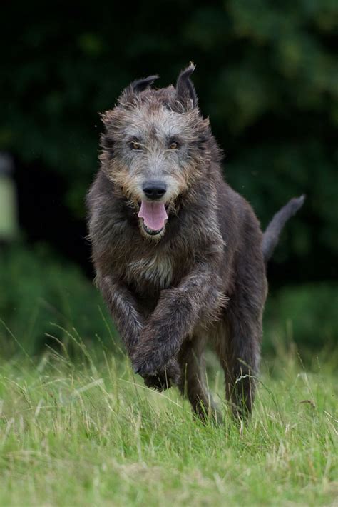 Irish Wolfhound Photography — Puppies Irish Wolfhound Dogs Irish