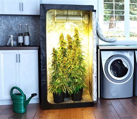 Essential Tips For Growing Indoors This Winter Legalize It We Think So