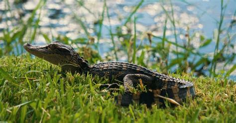 Baby Alligator 6 Incredible Hatchling Facts And 6 Pictures Imp World