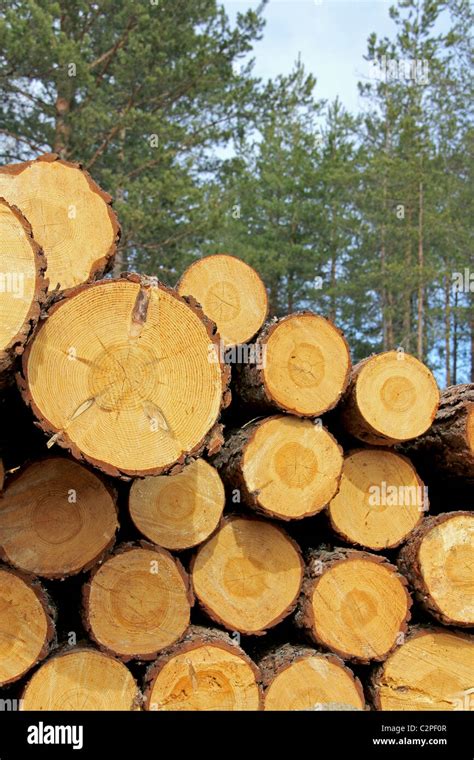 Pine Timber Logs Stacked In Forest Stock Photo Alamy