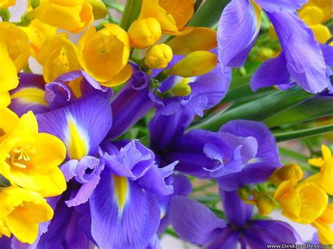 Desktop Wallpapers Flowers Backgrounds Yellow And Purple Flowers