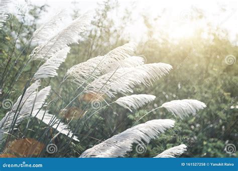 White High Grass On Windy Day In Winter Season Stock Photo Image Of