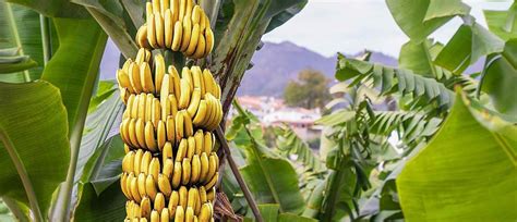 10 Banana Facts You Might Not Have Known Navina Costa Rica