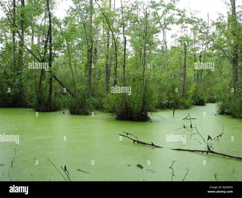 Scenic Wallkill River Marsh Stock Photo Alamy