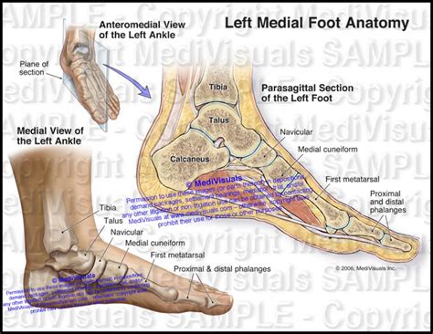 Left Foot Anatomy Medivisuals Inc