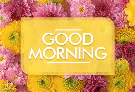wishing you good morning by sending flowers to elevate your mood premium wishes good morning