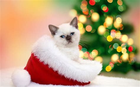 Download Wallpapers Balinese Cat Christmas New Year Kitten Red Hat