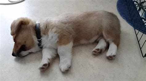 Perfect for water bottles, laptops, or any surface that needs brightening! Cute Pembroke Welsh Corgi Sleeping - YouTube