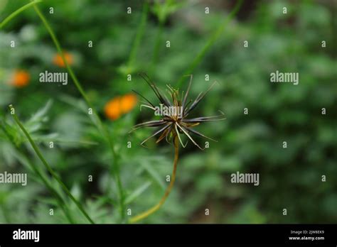 Close Up Of A Dry Orange Cosmos Cosmos Sulphureus Seed Cluster Ready