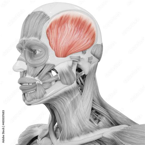 Human Body Muscular System Head Muscles Temporal Muscle Anatomy Stock