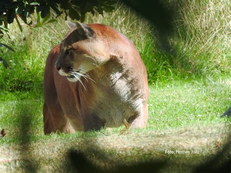 El Puma Concolor El Felino Con Más Presencia En El Tolima Don Tamalio