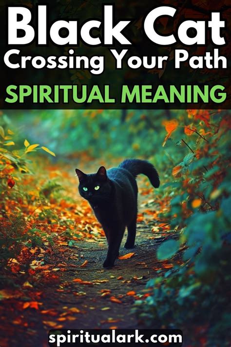 Black Cat Crossing Your Path Spiritual Meaning In 2024 Black Cat