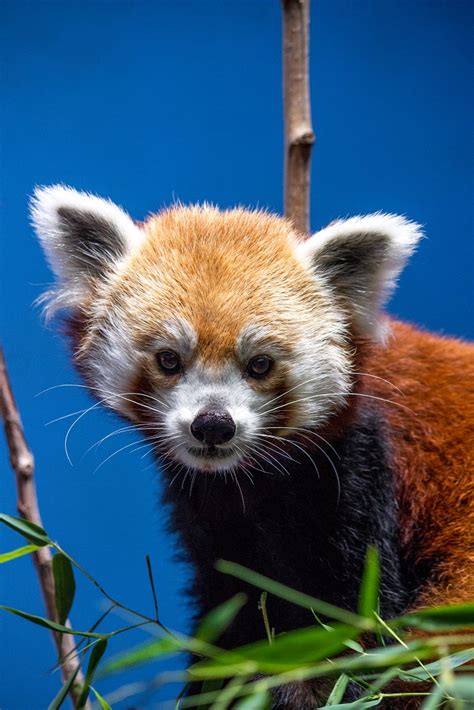 Birmingham Zoo Announces Red Panda Pregnancy