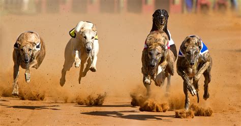 Arizona Shuts Down Greyhound Racing Life With Dogs