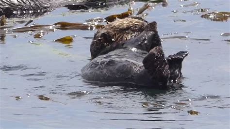 Sea Otters Morro Bay California Youtube