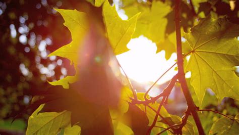 Sun Shining Through Fall Leaves Blowing In Breeze Stock Footage Video