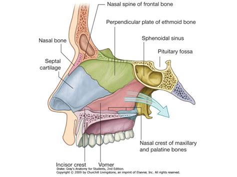 Otorrinolaringología Anatomía De La Nariz Y Senos Paranasales