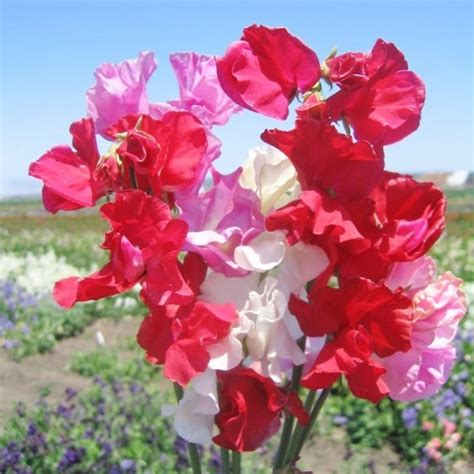 Sweet Pea Seeds Little Sweetheart Mix Flower Seeds In Packets