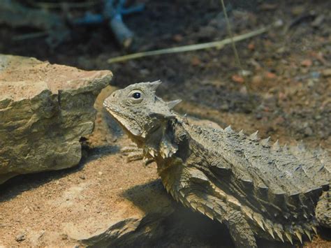 Mexican Giant Horned Lizard Zoochat