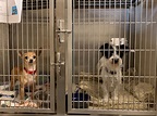 Best Animal Shelters Harford County of all time Check it out now ...