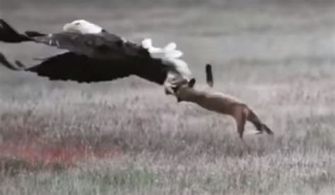 Video A Bald Eagle Snatching A Rabbit From A Foxs Mouth Captured In