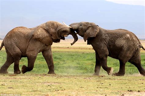 Two Elephants Square Up As They Battle To Take Control Of Their Herd In