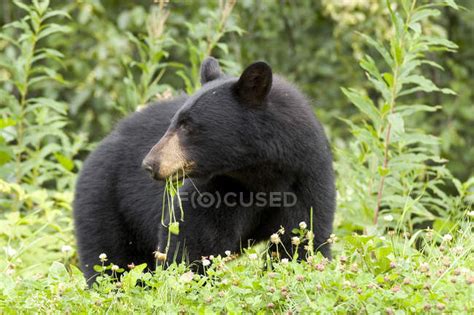 American Black Bear Eating Grass Near Town Of Stewart In British