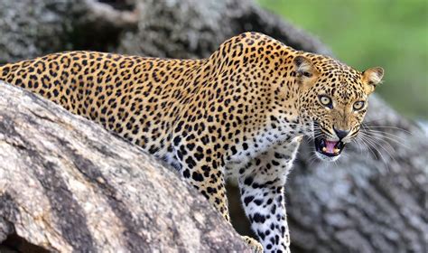 Best Of Sri Lankas Wildlife 7 Days Kimkim